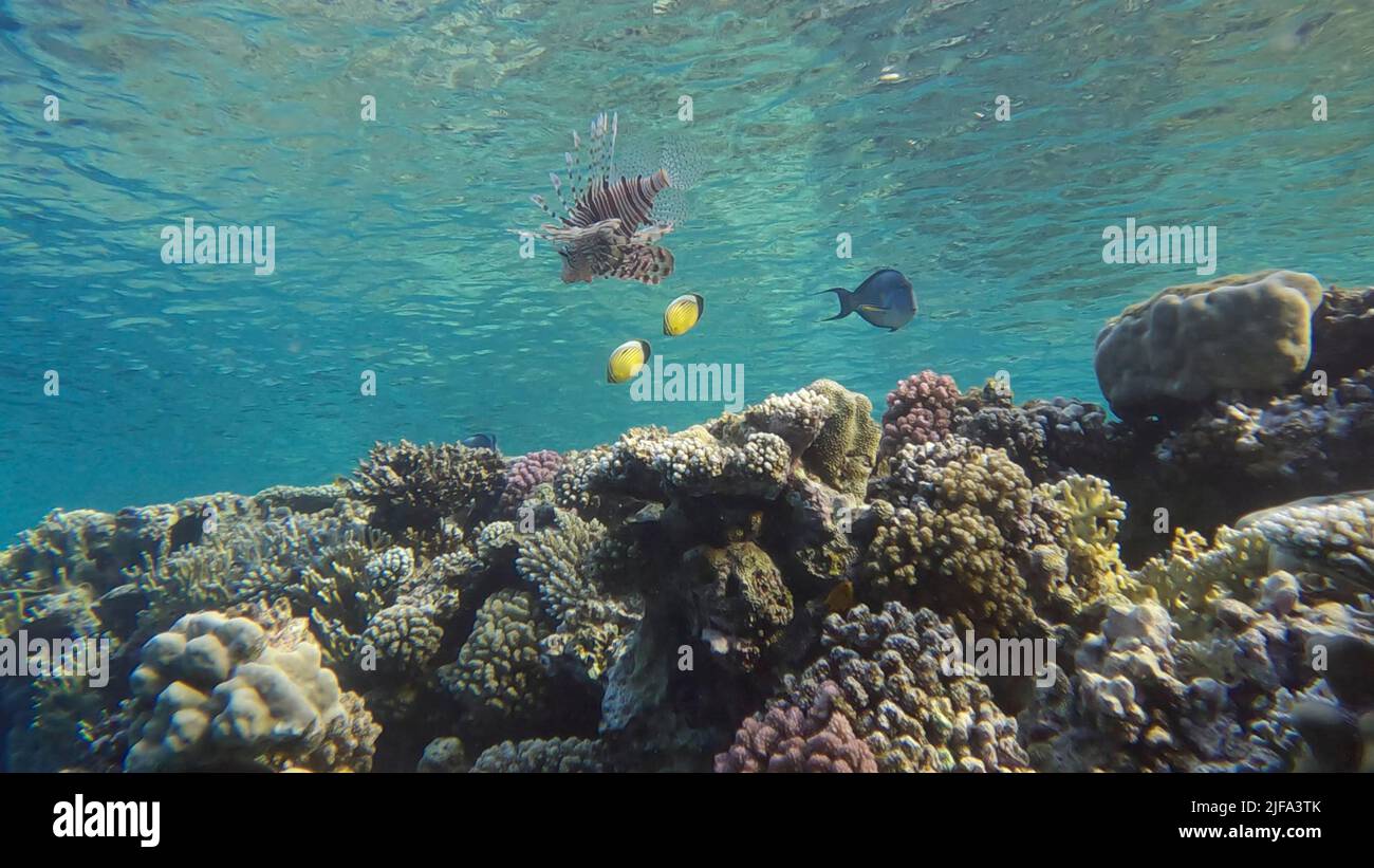 Farbenfrohe tropische Fische und ein wunderschönes Korallenriff auf blauem Wasserhintergrund. Unterwasserleben am Korallenriff im Ozean. Rotes Meer, Ägypten Stockfoto