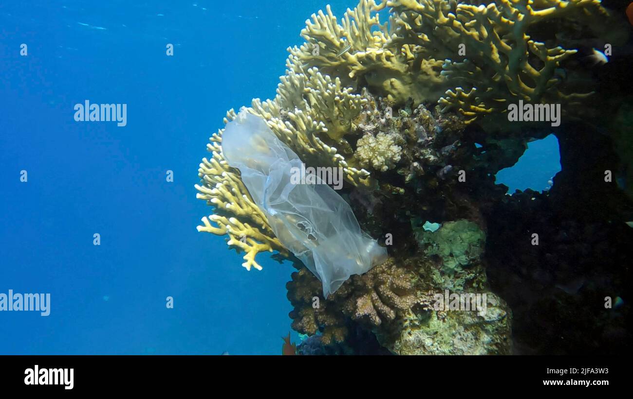 Plastikverschmutzung des Ozeans, eine ausrangierte Wtite-Plastiktüte auf tropischem Korallenriff, auf dem blauen Wasserhintergrund schwimmt die Schule tropischer Fische. Stockfoto