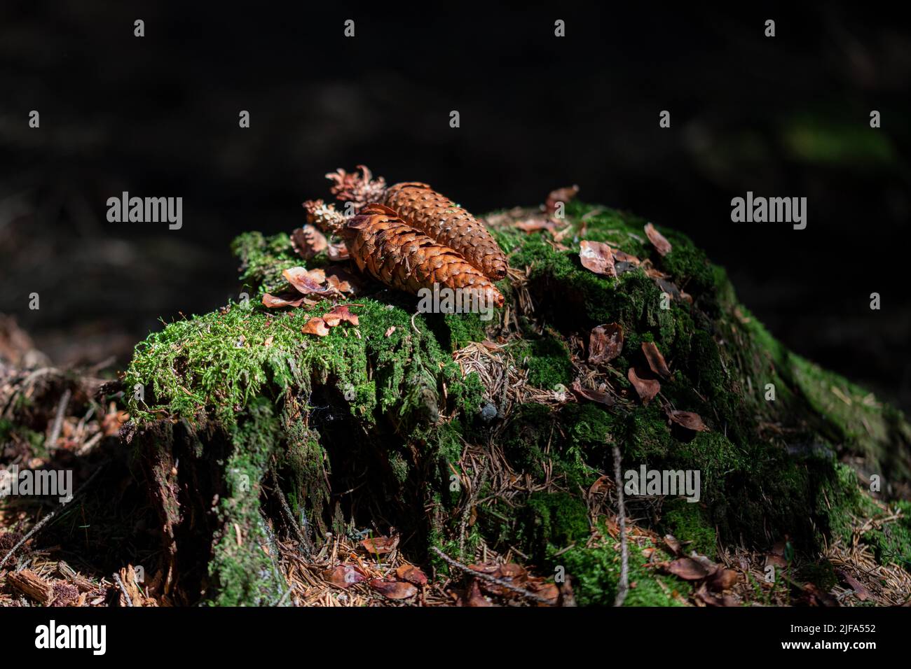 Eurasische Eichhörnchen (Sciurus vulgaris), Futterplatz mit Zapfen auf Baumstumpf, Velbert, Deutschland Stockfoto
