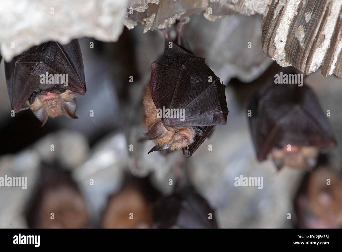 Kleine Hufeisenfledermaus (Rhinolophus hipposideros), wöchentlicher Anstoss mit jungen Menschen, Thüringen, Deutschland Stockfoto