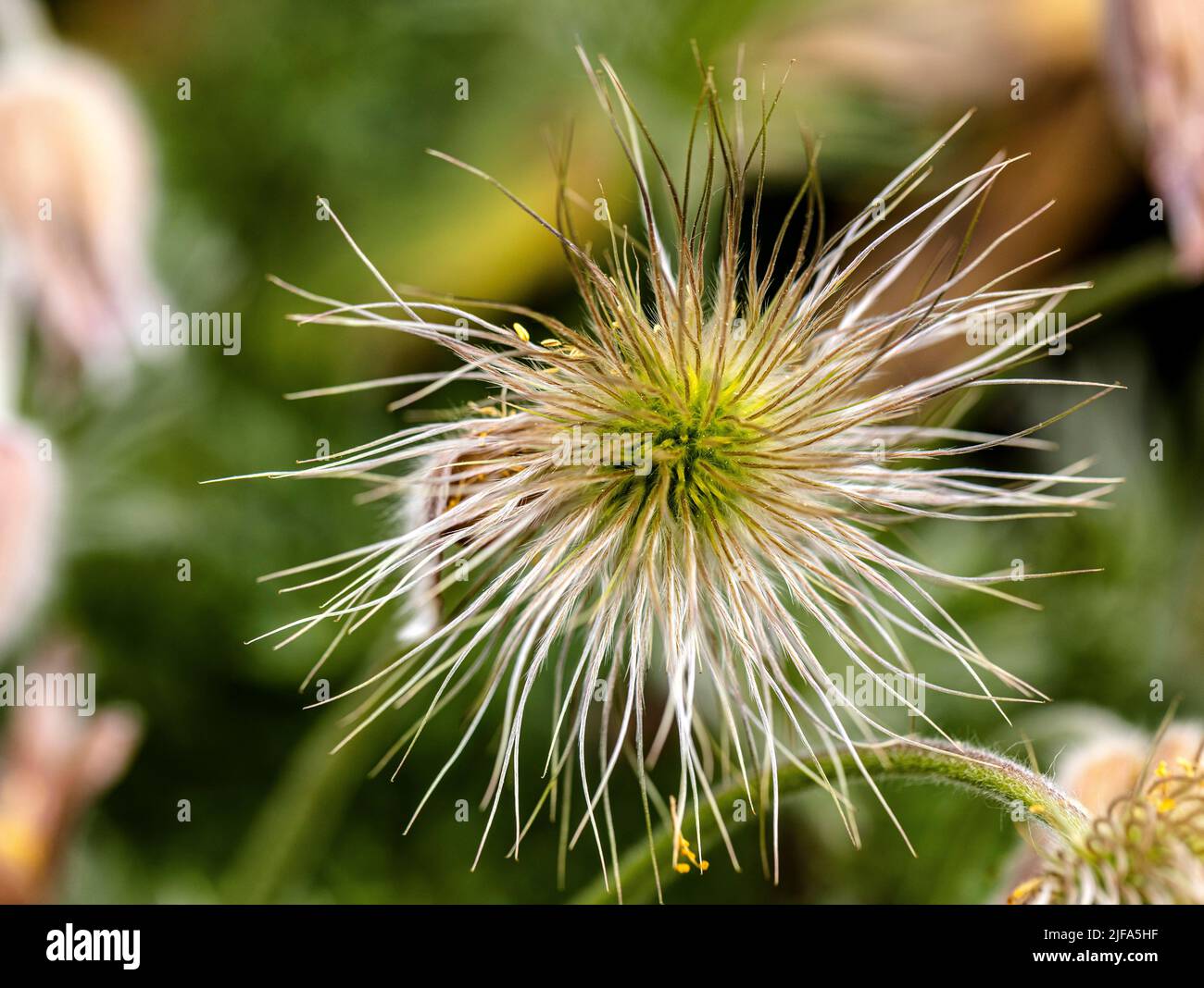 Die Pasque-Blume ist verblasst, Deutschland Stockfoto