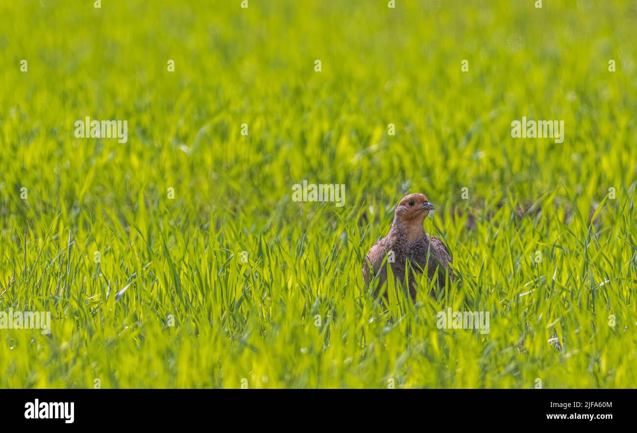 Graues Rebhuhn Perdix perdix. Vogelwanderungen auf einem grünen Feld Stockfoto
