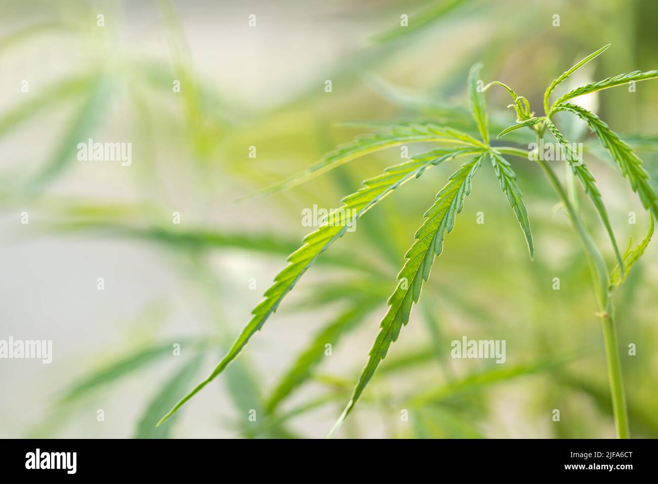 Macro Blatt von Grün frisch von Marihuana-Baum auf Holzbrett Hintergrund Stockfoto