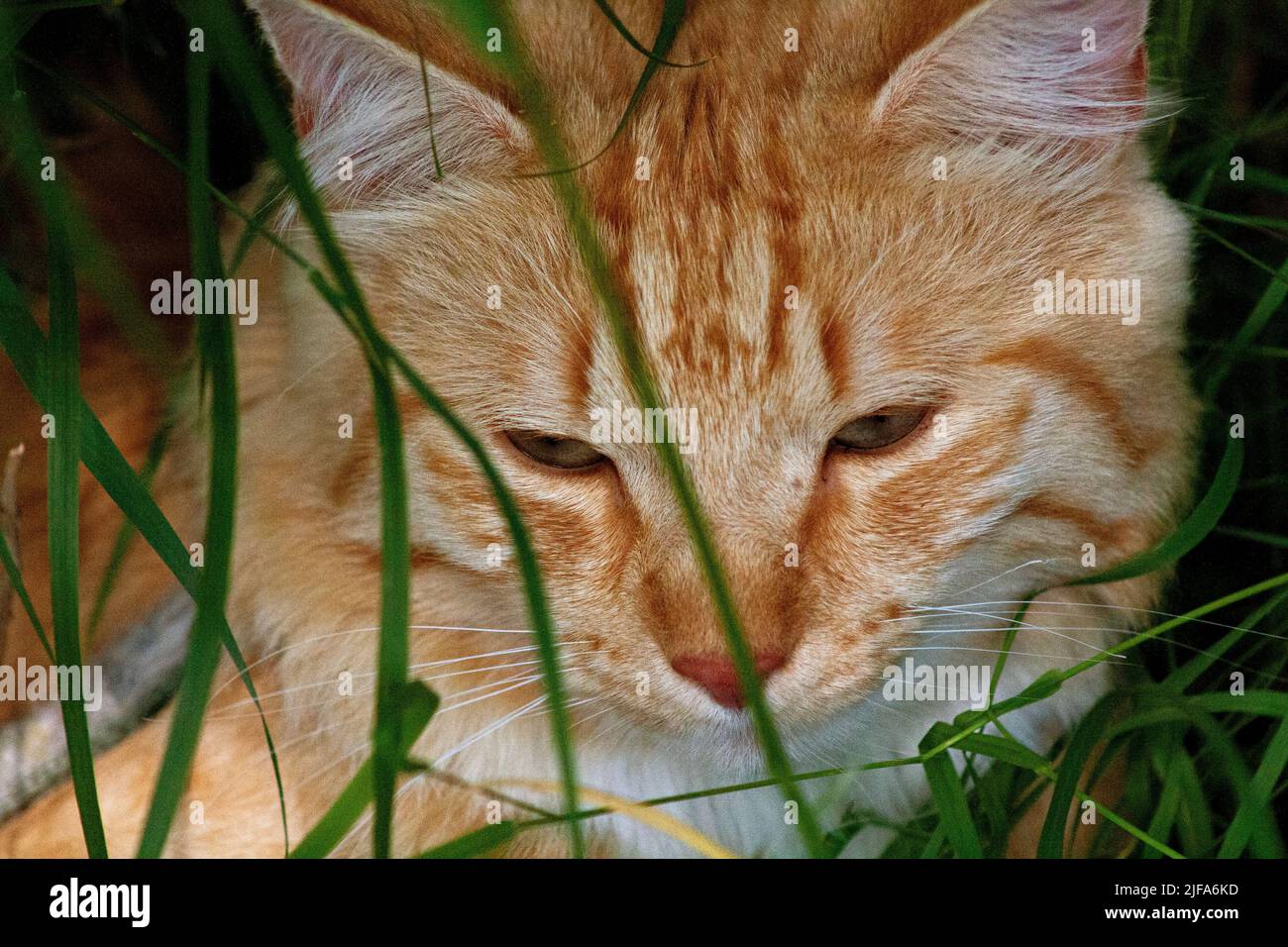 Die Katze hat einen Spaziergang im Wald Stockfoto