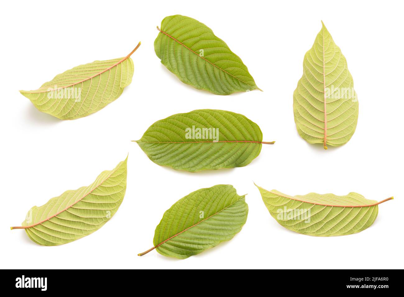 Frisches Mitragyna speciosa Blatt oder Kratom Baum. Studioaufnahme isoliert auf weißem Hintergrund Stockfoto