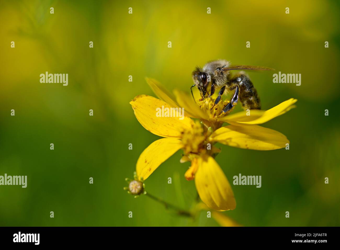 Honigbiene (APIs mellifera), Sammeln von Nektar auf Ticksaat (Coreopsis), Stuttgart, Baden-Württemberg, Deutschland Stockfoto