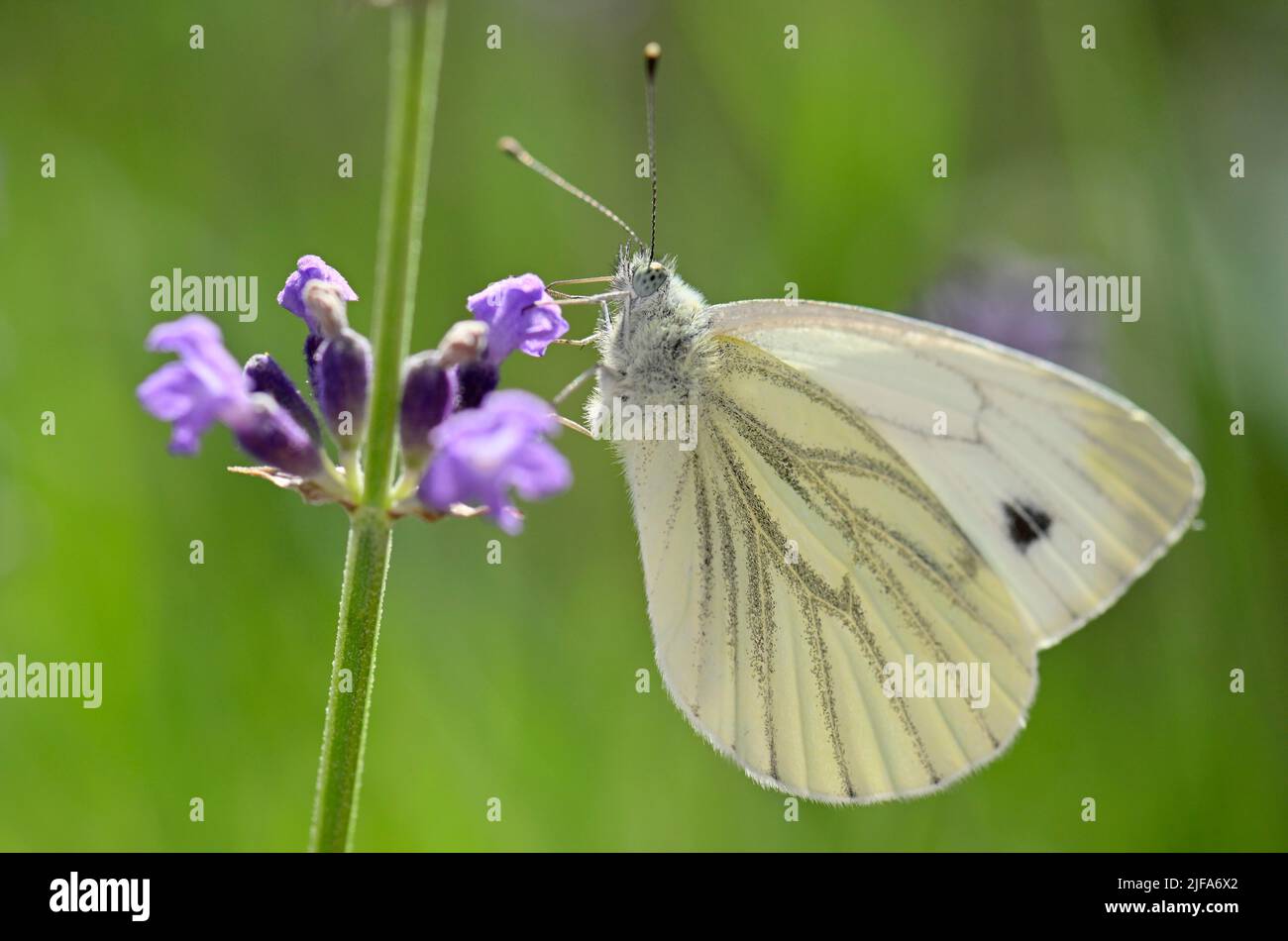 Kleiner Weißkohlschmetterling (Pieris rapae), der Nektar an echtem Lavendel (Lavandula angustifolia) saugt, Stuttgart, Baden-Württemberg, Deutschland Stockfoto