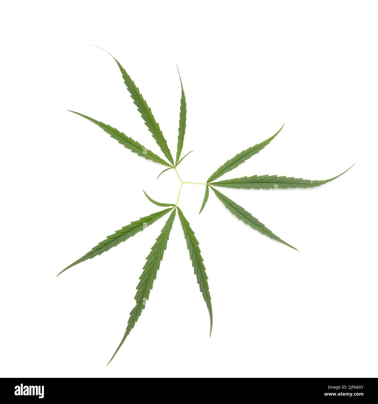 Grünes Blatt frisch vom Marihuana-Baum. Studioaufnahme isoliert auf weißem Hintergrund Stockfoto