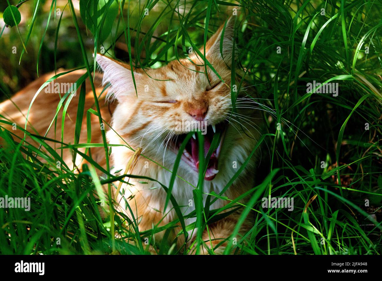 Die Katze hat einen Spaziergang im Wald Stockfoto