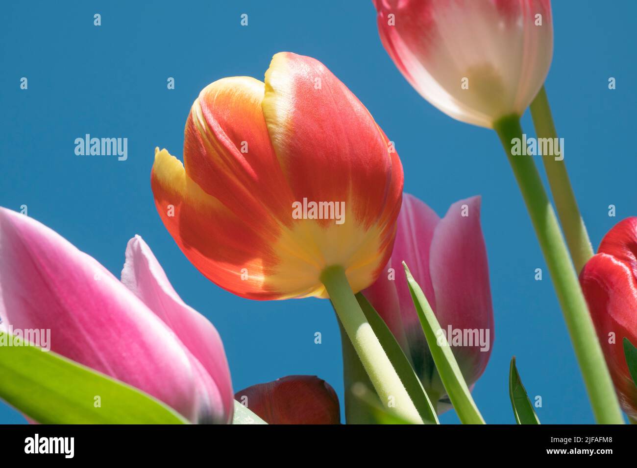 Rote gelbe Tulpe vor blauem Hintergrund Stockfoto