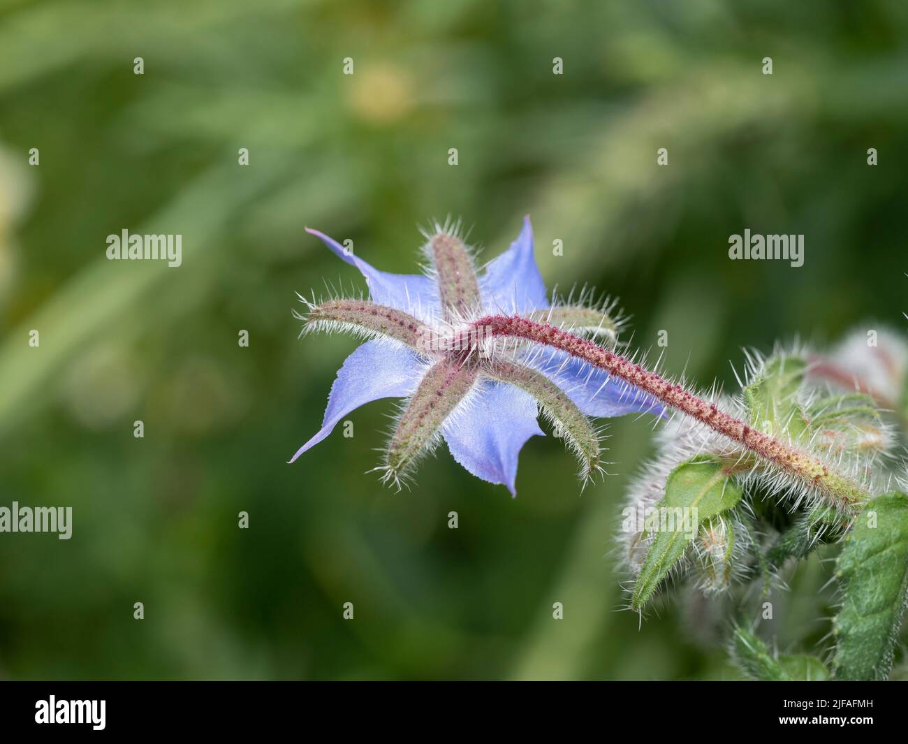 Die Unterseite der lila blauen Blume des Gurkenkrauts Stockfoto