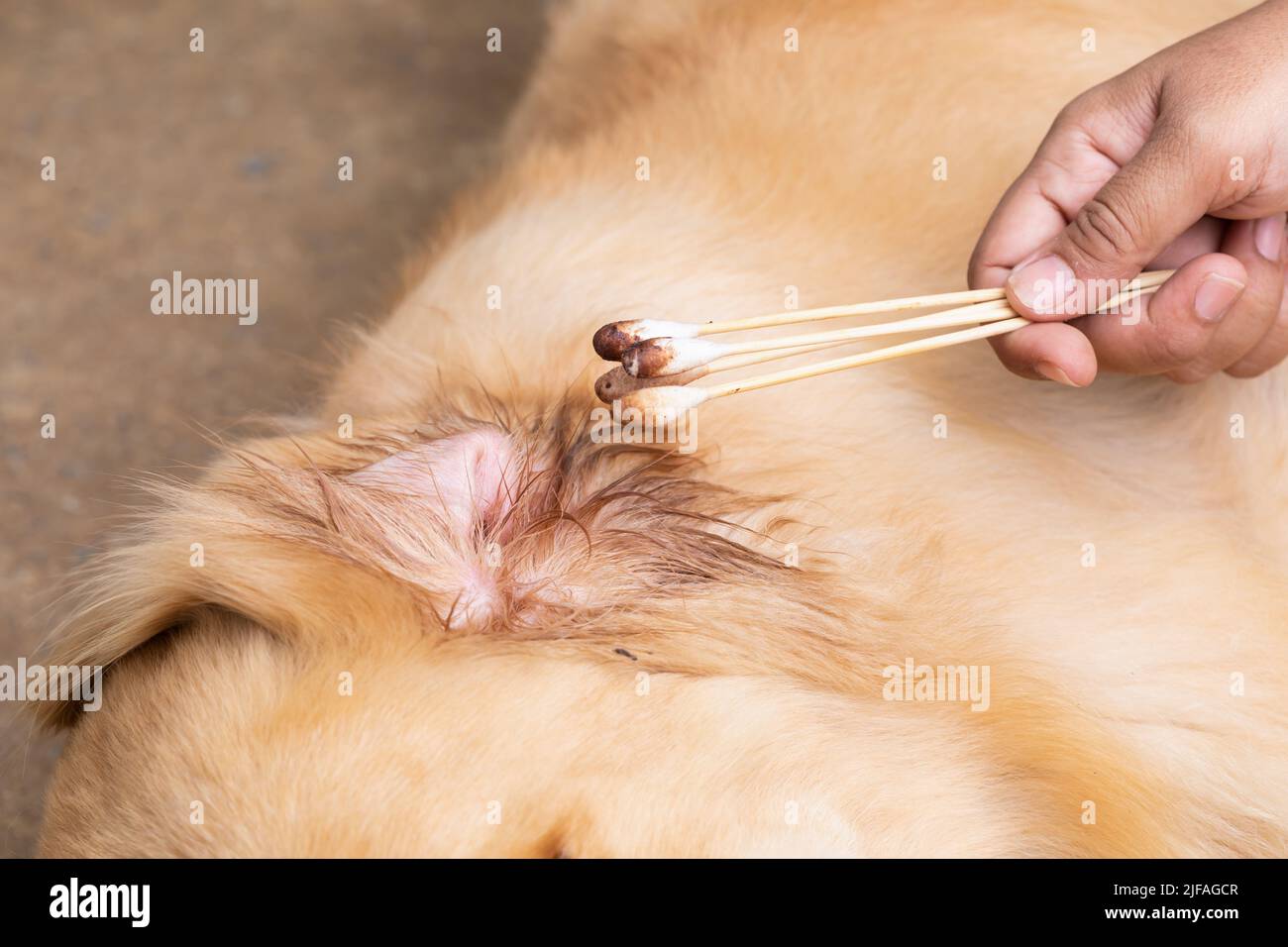 Hand hält schmutzige Baumwollknospe neben einem braunen Hund (Golden Retrievers). Ohrreinigungskonzept Stockfoto