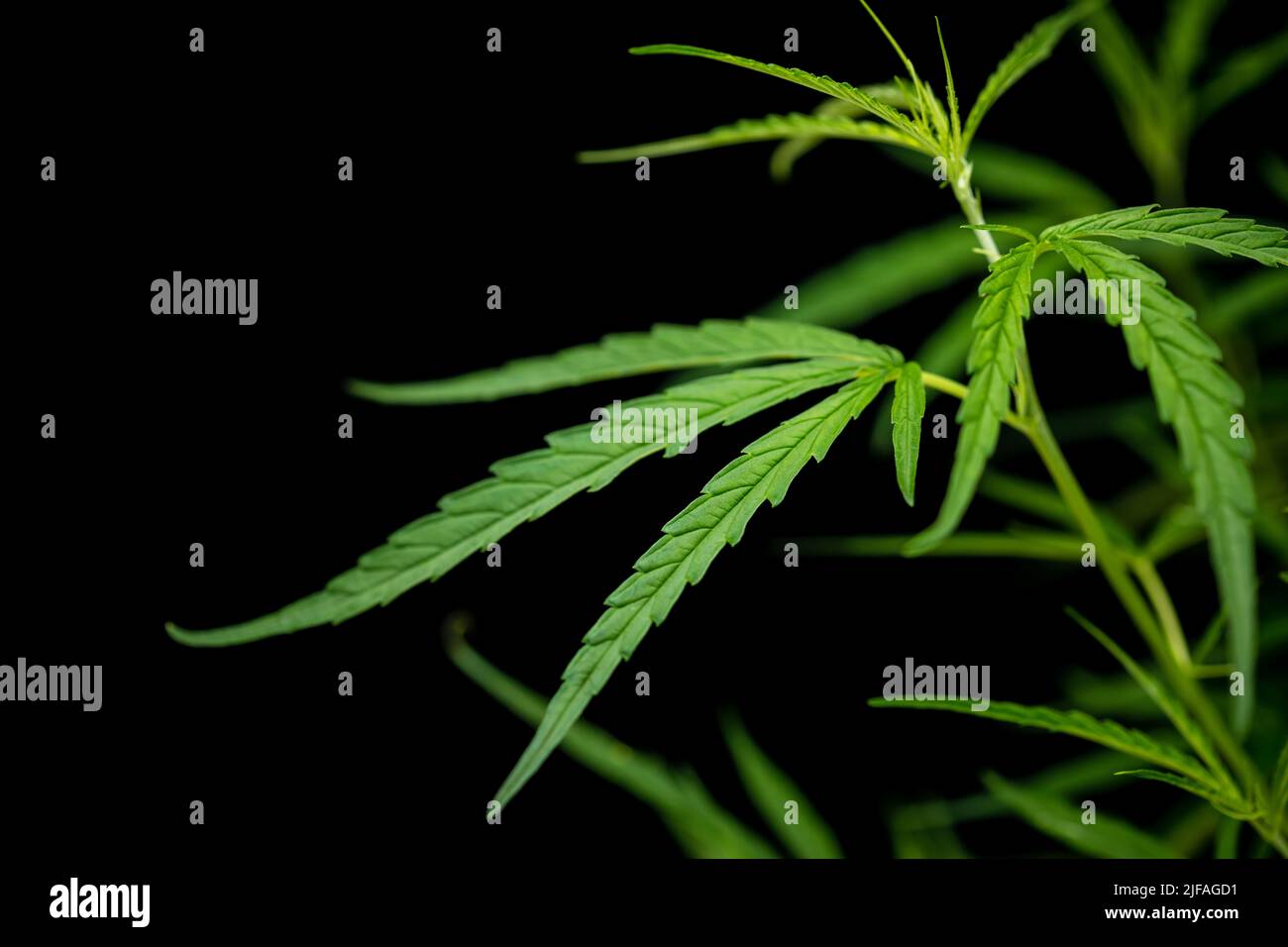 Nahaufnahme eines grünen, frischen Marihuana-Baumes auf schwarzem Hintergrund Stockfoto