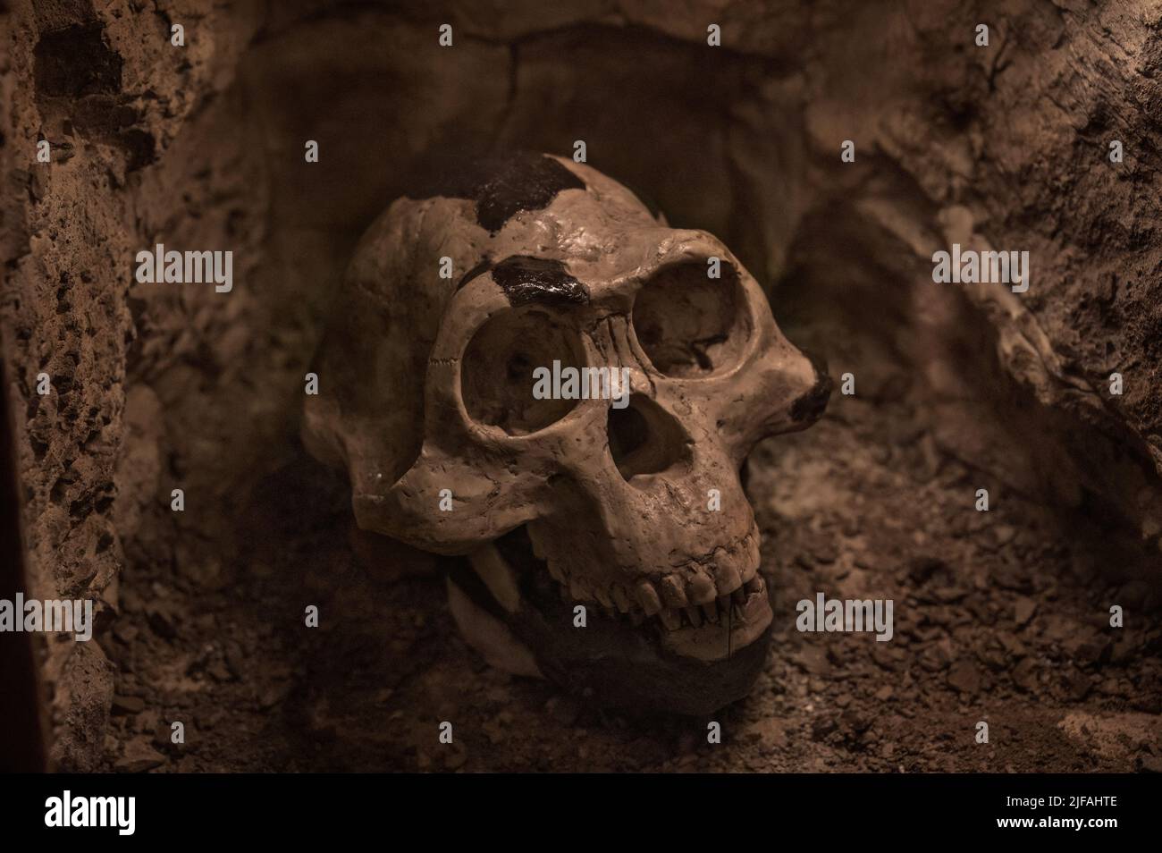 Schädelabguss von Australopithecus afarensis, , Naturkundemuseum im Ottoneum, Kassel, Deutschland, Europa Stockfoto