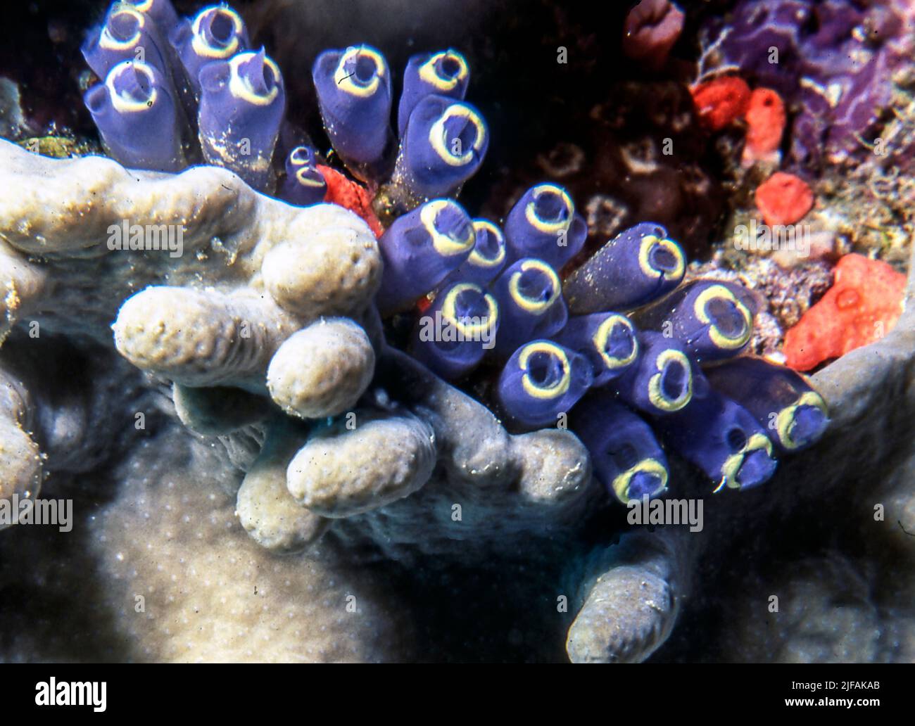 Clavelina robusta vom Ribbon Reef, Great Barrier Reef, Australien. Stockfoto