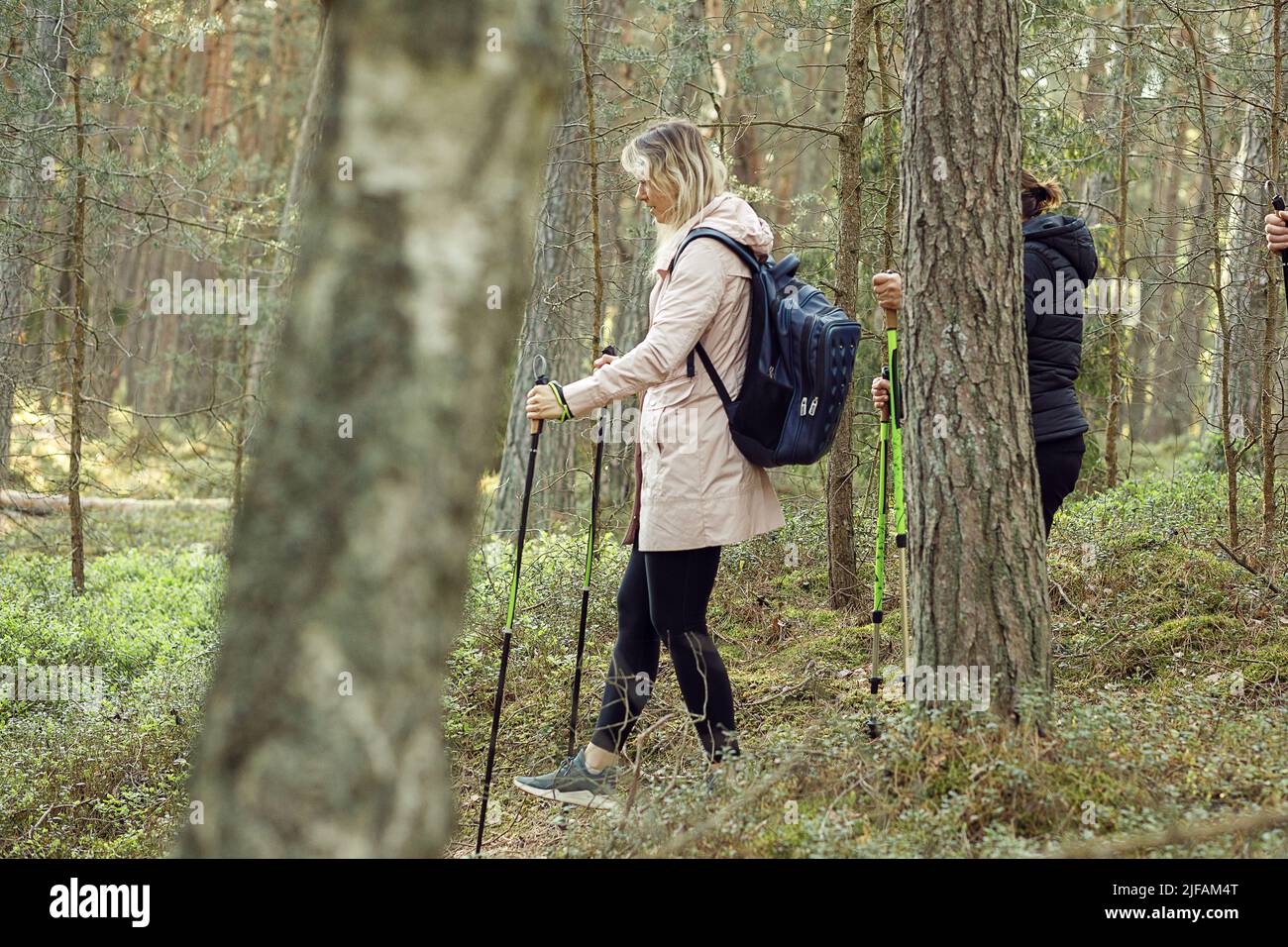 Blonde Frau, die skandinavisches, Nordic Walking mit Rucksack, professionellen Stöcken oder Stöcken im Wald macht. Viel Spaß auf Reisen Stockfoto