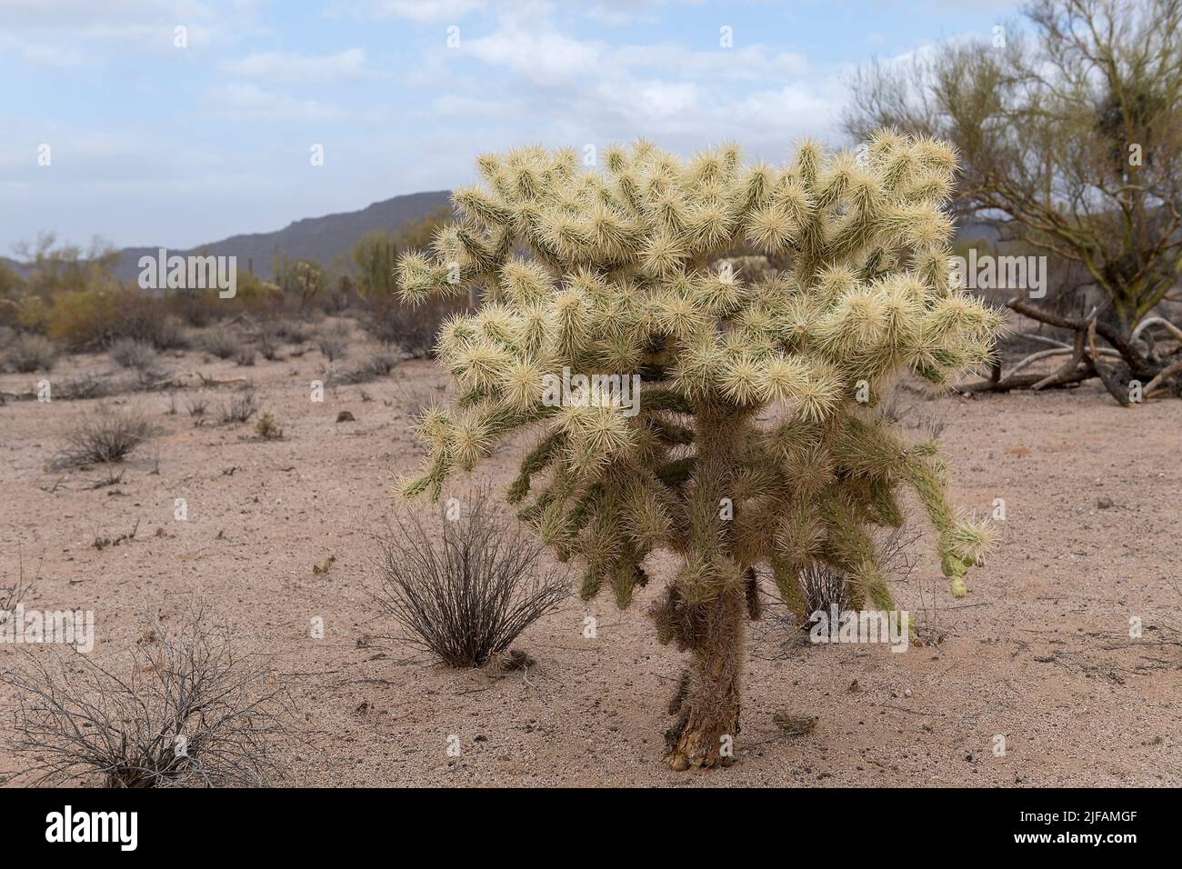 Teddybär Cholla (Cylindropuntia bigelovii) vom Organ Pipe Cactus National Monument, Süd Arizona. Stockfoto