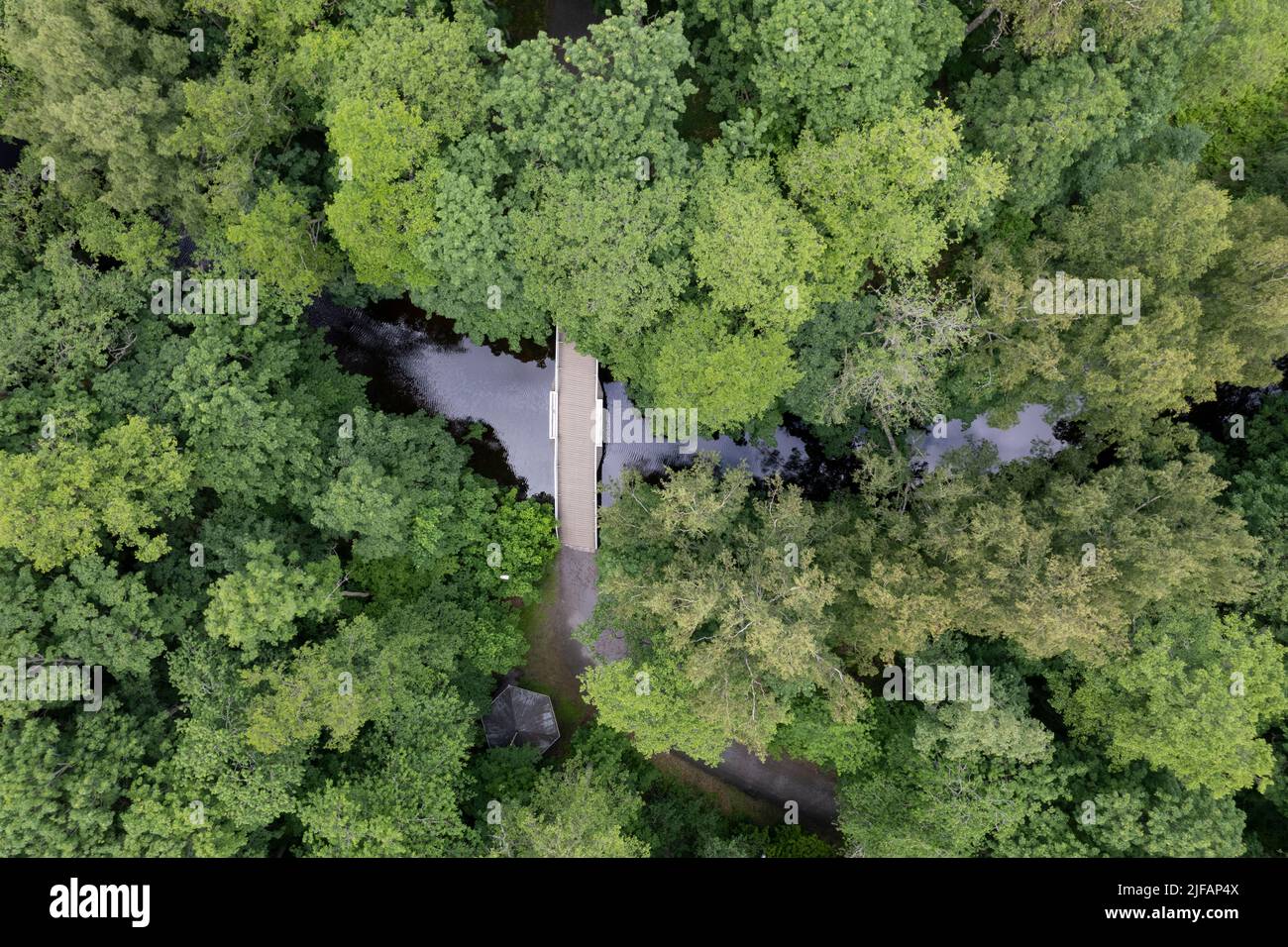 Wald und ein kleiner Fluss von oben gesehen Stockfoto