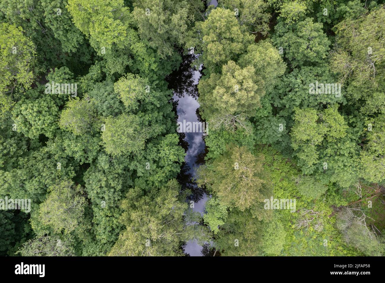 Wald und ein kleiner Fluss von oben gesehen Stockfoto