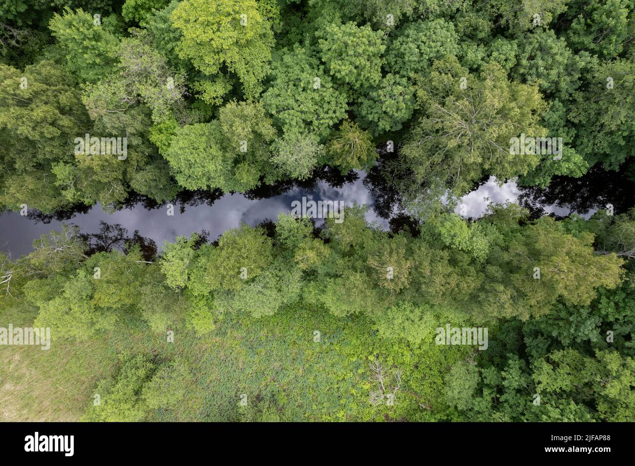 Wald und ein kleiner Fluss von oben gesehen Stockfoto