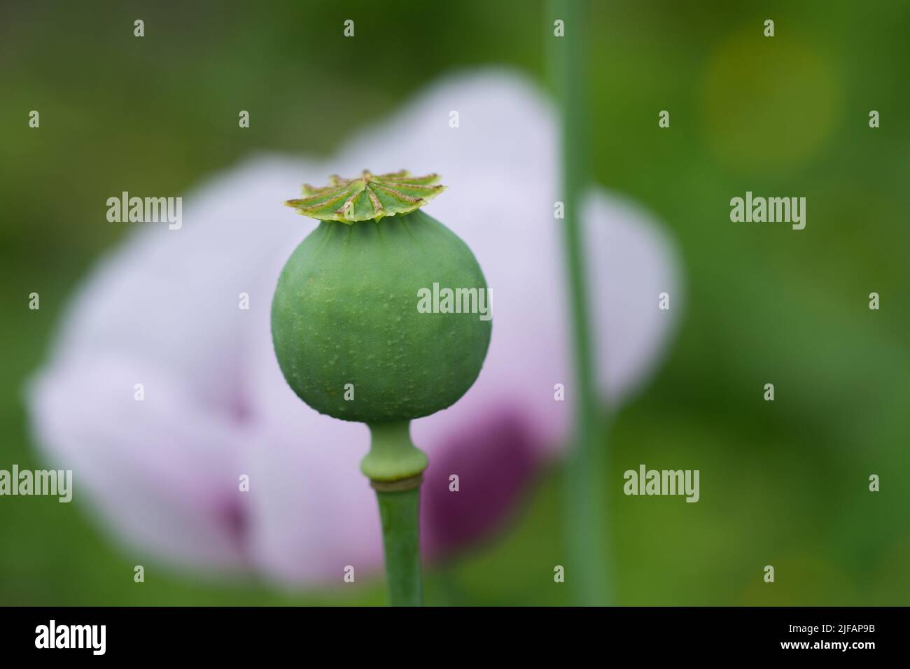 Grüner Mohnkopf im Nahbereich selektiver Fokus Stockfoto