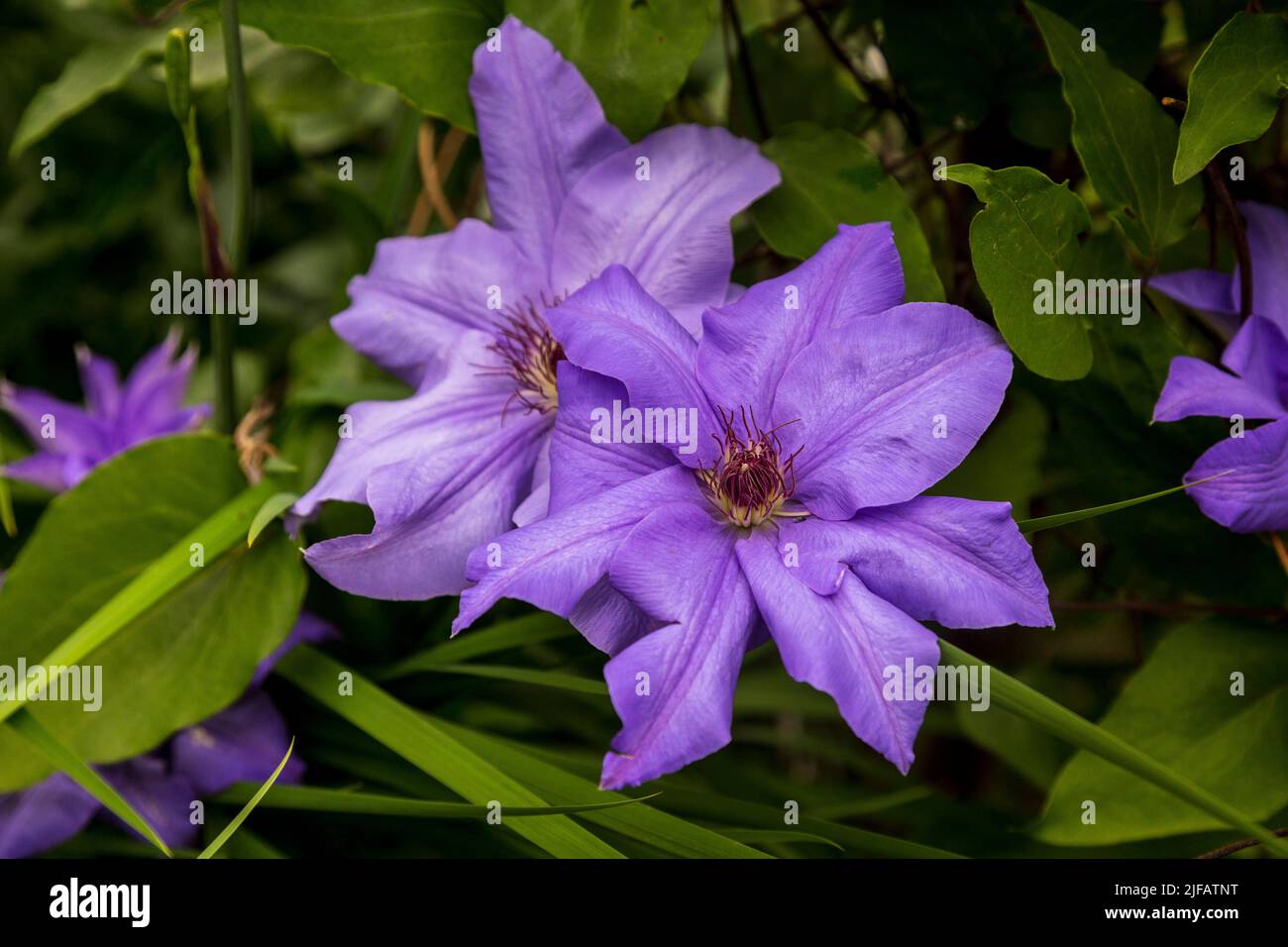 Nahaufnahme einer dunkelvioletten Clematis Cezanne Blume auf einem verschwommenen Hintergrund Stockfoto