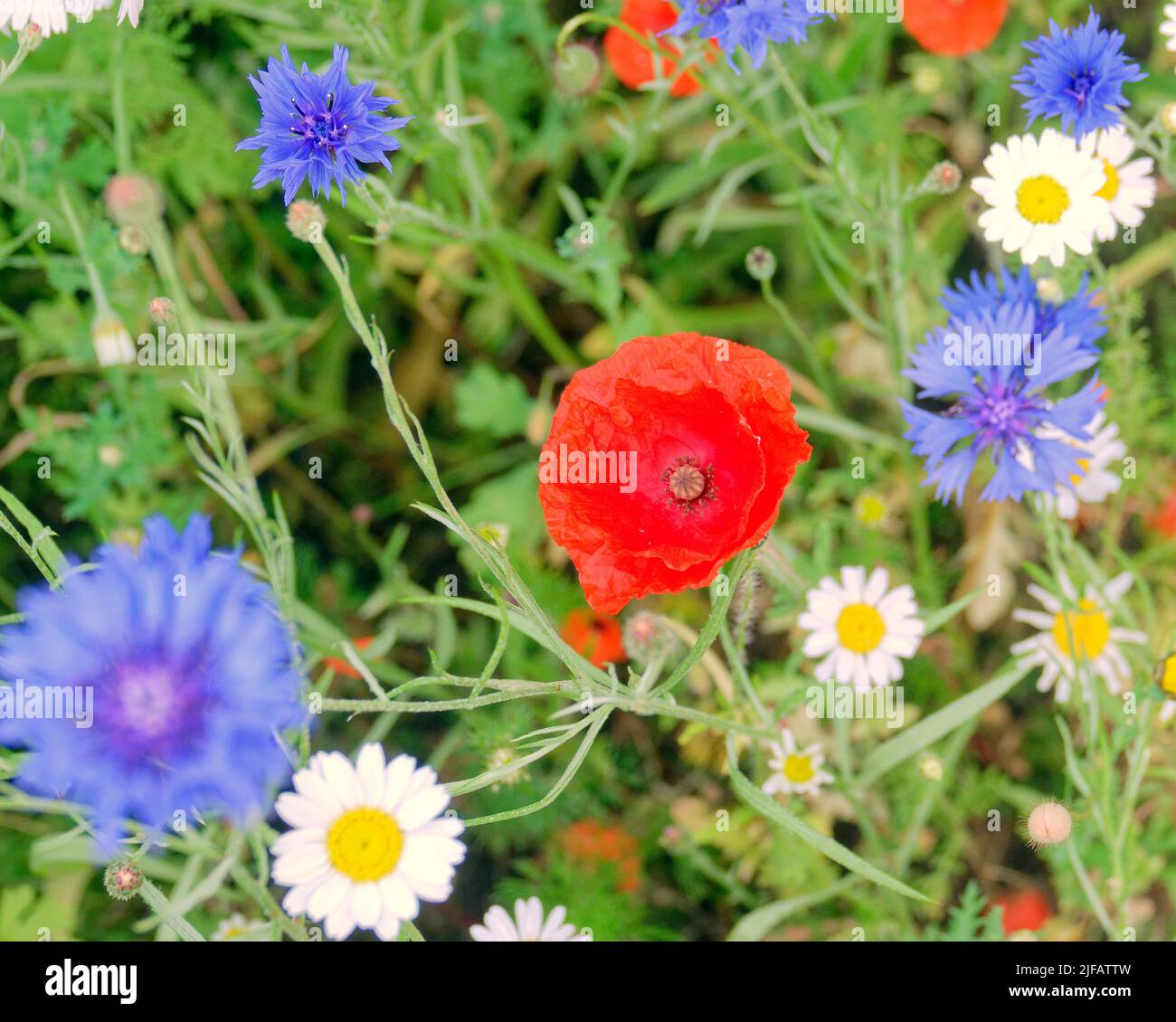 Glasgow, Schottland, Großbritannien, Juli 1. 2022. Wetter in Großbritannien: Sonnig in der Stadt mit Grasrändern, die zum Wohle der Natur in der Stadt mit wilden Blumen gepflanzt wurden. Sah begrenztes Leben mit der Dystopie fortgesetzt, die sich im Verhalten der Einheimischen zeigte, während Touristen die Stadt überfluteten. Graffiti regiert, wie es mit den professionellen Wandgemälden um die Aufmerksamkeit der Populi des ersteren mehr politisch als ästhetisch konkurriert. Credit Gerard Ferry/Alamy Live News Stockfoto