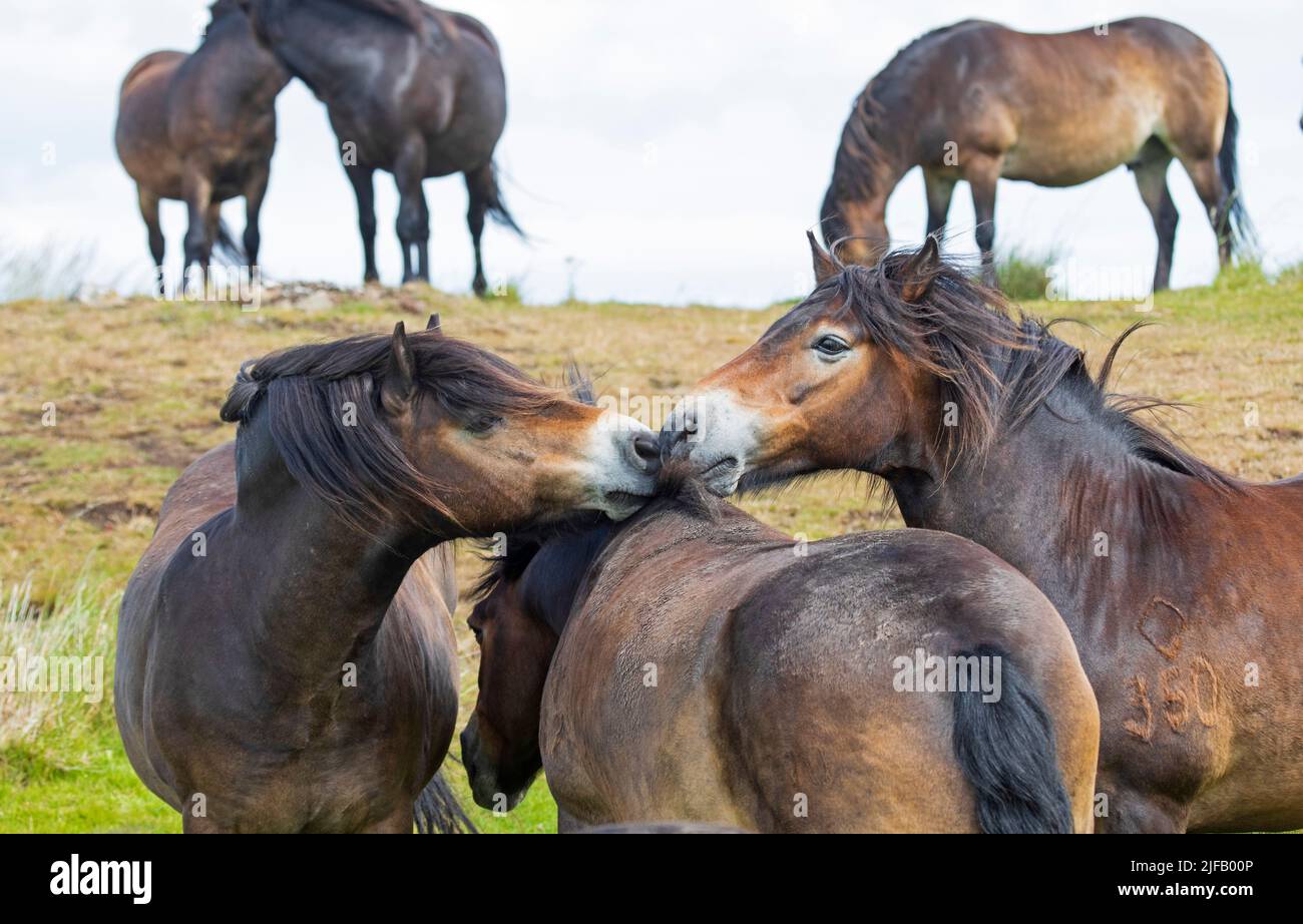 Traprain Law, East Lothian, Schottland, Großbritannien. 1.. Juli 2022. Mischevious Traprain Law Exmoor Ponys interagieren miteinander, kratzen sich gegenseitig zurück, bevor sie sich für eine 40-minütige Siesta am Mittag, bevor die zwölf Ponys wieder zu grasen, gerade als die dunklen Wolken begann zu Rollen. Temperatur 17 Grad bei einem sws-Wind. Es ist sehr ungewöhnlich, dass alle 12 Ponys in einem Bild zu sehen sind, da sie sich normalerweise über das Gebiet ausbreiten. Quelle: Arch White/alamy Live News. Stockfoto