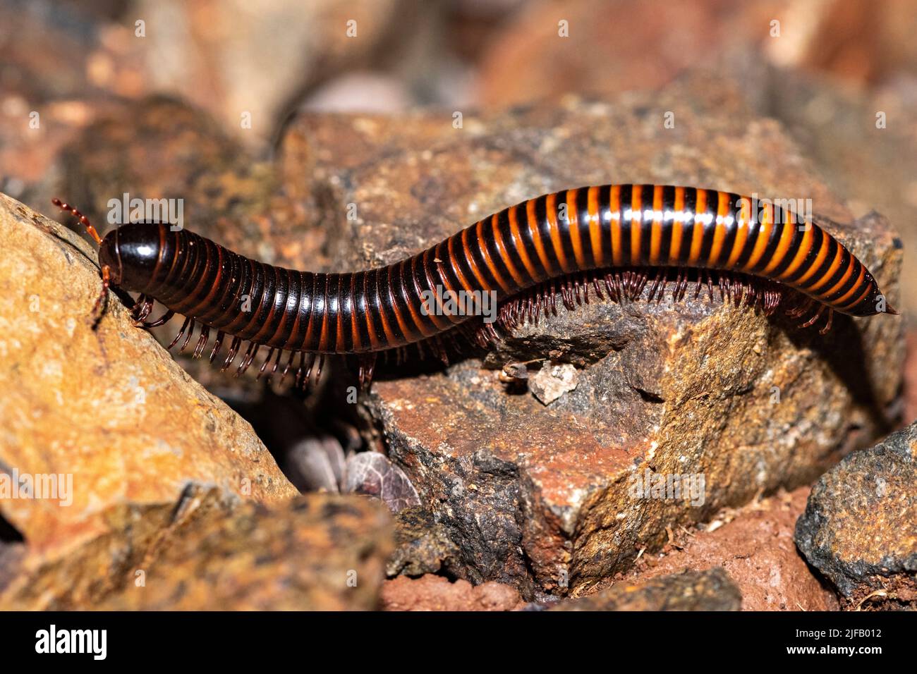 Riesiger Tausendfüßler (Archispirostreptus sp., ca. 6 cm lang) aus Zimanga, Südafrika. Stockfoto