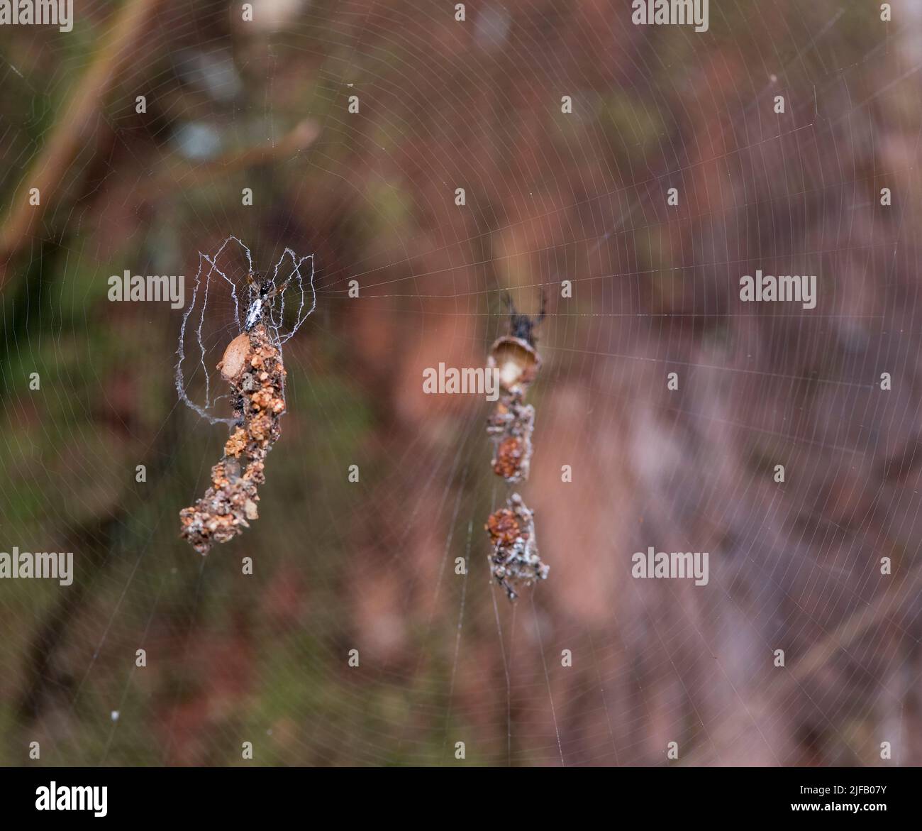 Winzige Spinne (wahrscheinlich Cyclosa sp.) mit einem Netz voller Ornamente, Trümmer und Tötungen. Vom Palmarium Resort, östlichen Madagaskar. Stockfoto