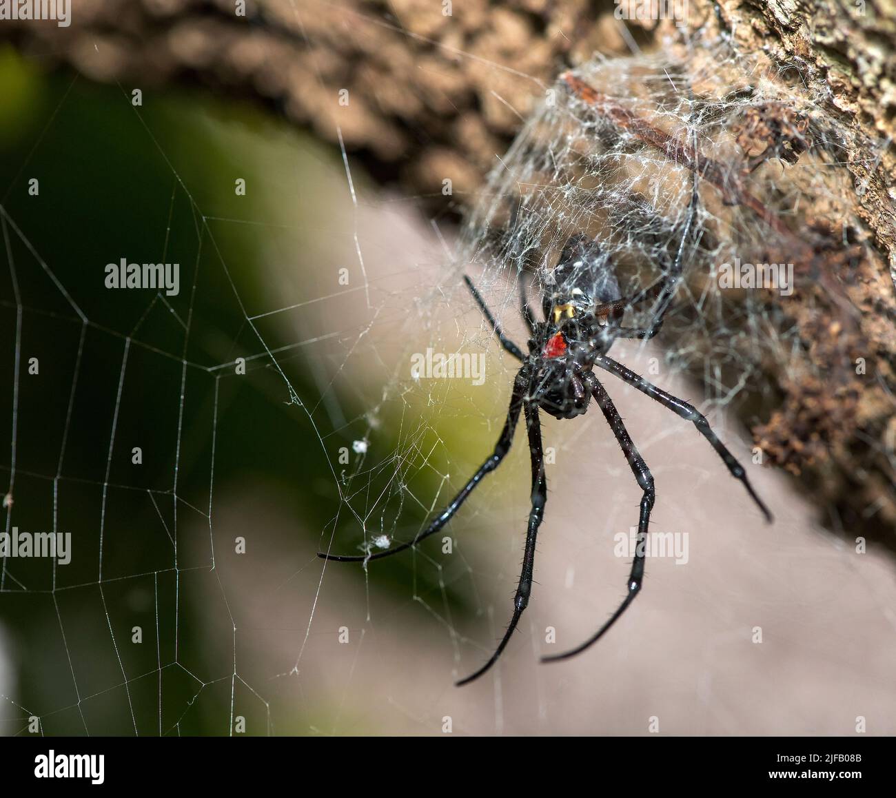 Unbekannte schwarze Spinne mit einem zarten Netz im Wald des Palmarium Resorts, im Osten Madagaskars. Stockfoto