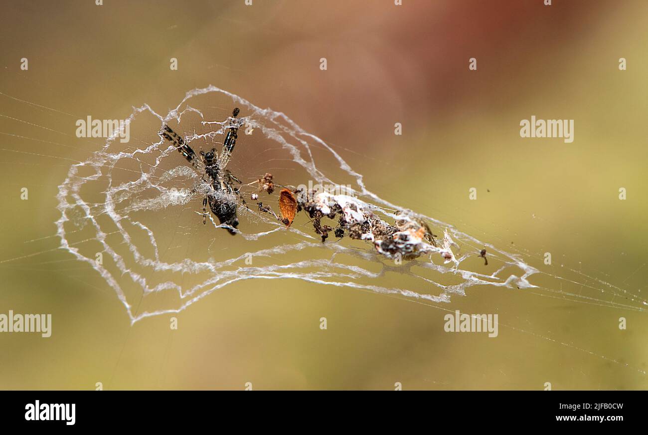 Winzige Spinne (wahrscheinlich Cyclosa sp.) mit einem Netz voller Ornamente, Trümmer und Tötungen. Vom Palmarium Resort, östlichen Madagaskar. Stockfoto