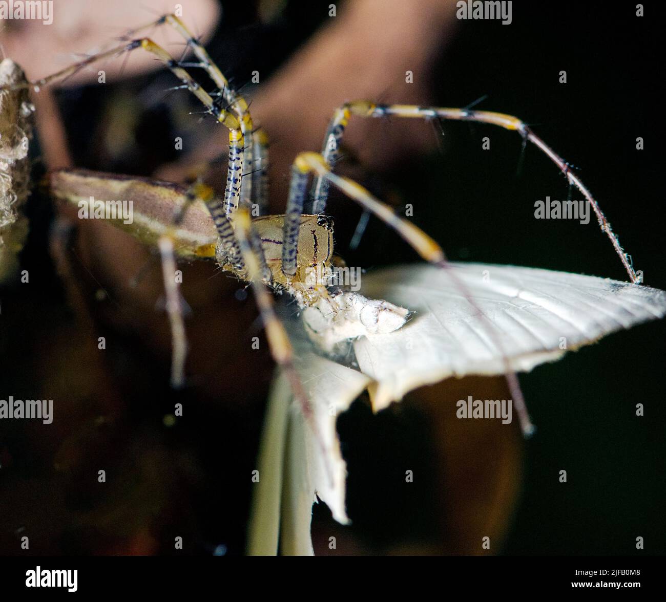 Malagasy Lynx Spider (Peucetia sp, möglicherweise P. madagascariensis) mit Beute. Berenty, im Süden Madagaskars. Stockfoto