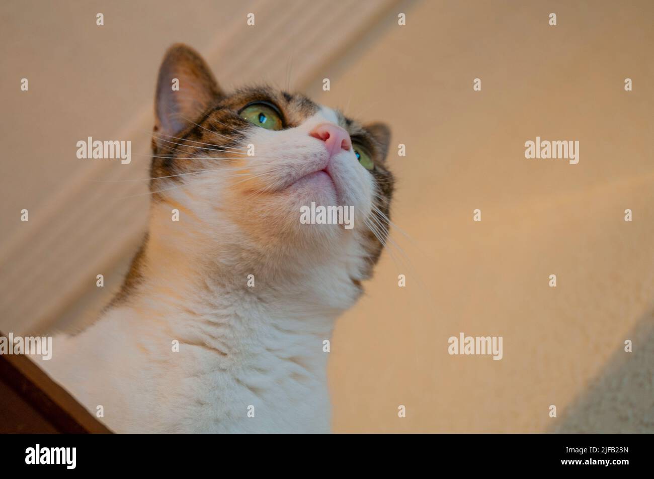 Tabby und weiße Katze nachschlagen. Stockfoto