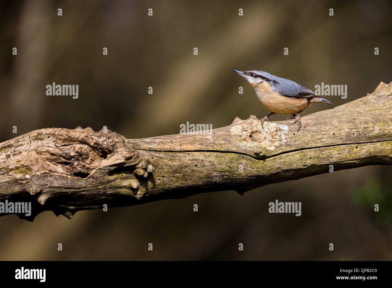 Schöner UK Nuthatch Bird (Sitta europaea) isoliert auf einem Zweig mit Platz für Kopie Stockfoto
