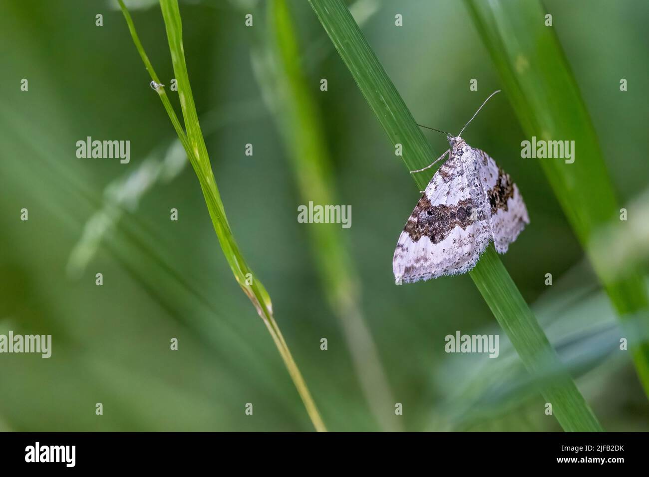 Silver Ground Carpet Moth (Xanthorhoe montanata), Großbritannien, Platz zum Kopieren Stockfoto