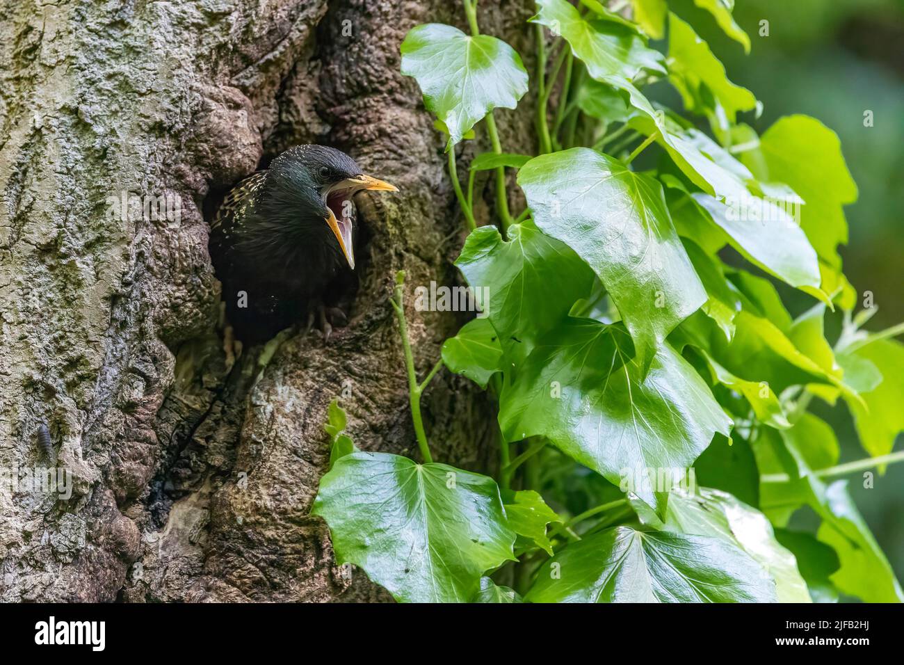 Starling, Sturnus vulgaris, der in einer Birke mit offenem Schnabel aus seinem Nest spähend Stockfoto