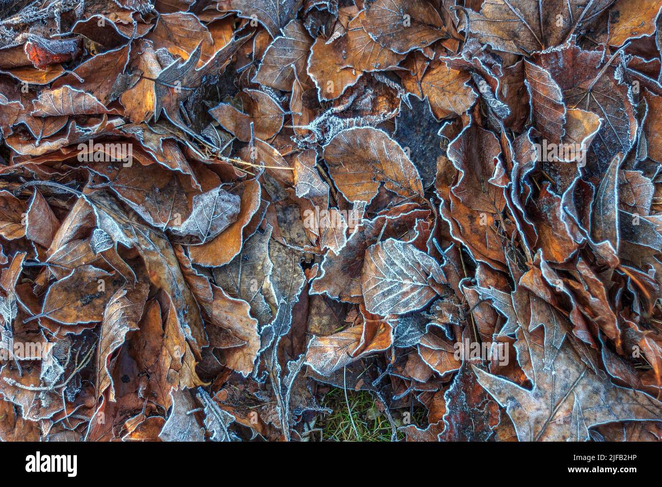 Stapel von abgestorbenen frostigen Blättern, die im Winter auf dem Waldboden liegen Stockfoto