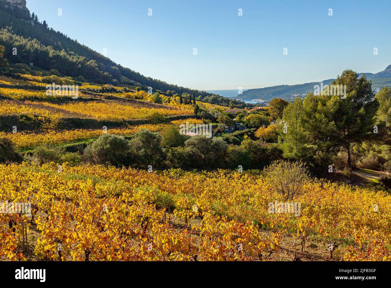 Frankreich, Bouches du Rhone, Cassis, die Rebstöcke im Herbst Stockfoto