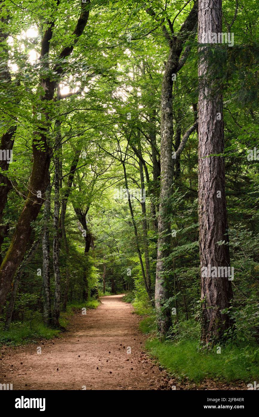 Frankreich, Var, Plan d'Aups Sainte Baume, regionaler Naturpark Sainte-Baume, Massif de la Sainte-Baume-Reliquienwald seit mehreren Jahrhunderten geschützt und als nationales Bioreservat eingestuft, die Königliche Allee am Chemin des Rois (Königsweg) Stockfoto