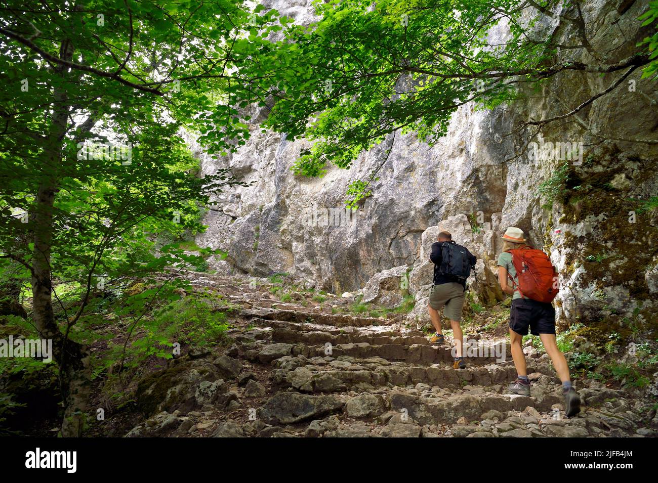 Frankreich, Var, Plan d'Aups Sainte Baume, regionaler Naturpark Sainte-Baume, Massif de la Sainte-Baume-Reliquienwald, der seit mehreren Jahrhunderten geschützt und als nationales Biologisches Reservat eingestuft ist, Wanderer auf dem Chemin des Rois (Königsweg) und GR 9 Stockfoto