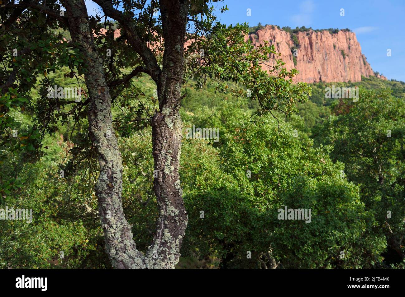 Frankreich, Var, zwischen Bagnols en Foret und Roquebrune sur Argens, die Gorges du Blavet, junge Korkeiche Stockfoto