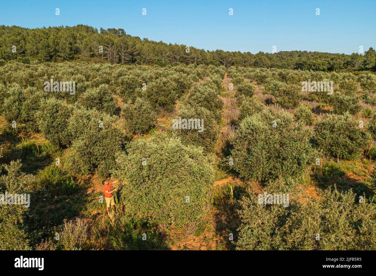 Frankreich, Var, La Londe les Maures, Philippe Carra verwaltet die Domaine du Jasson und untersucht hier seine Olivenbäume (Luftaufnahme) Stockfoto