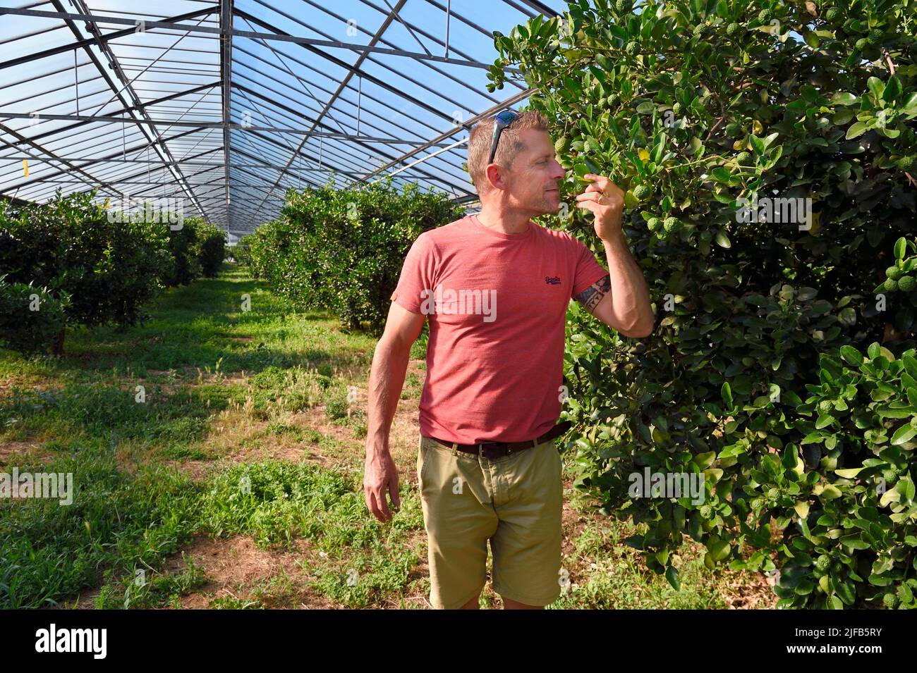 Frankreich, Var, La Londe les Maures, Philippe Carra verwaltet die Domaine du Jasson, Zitruszucht im Gewächshaus, Kaffir-Kalk (Citrus hystrix) Stockfoto