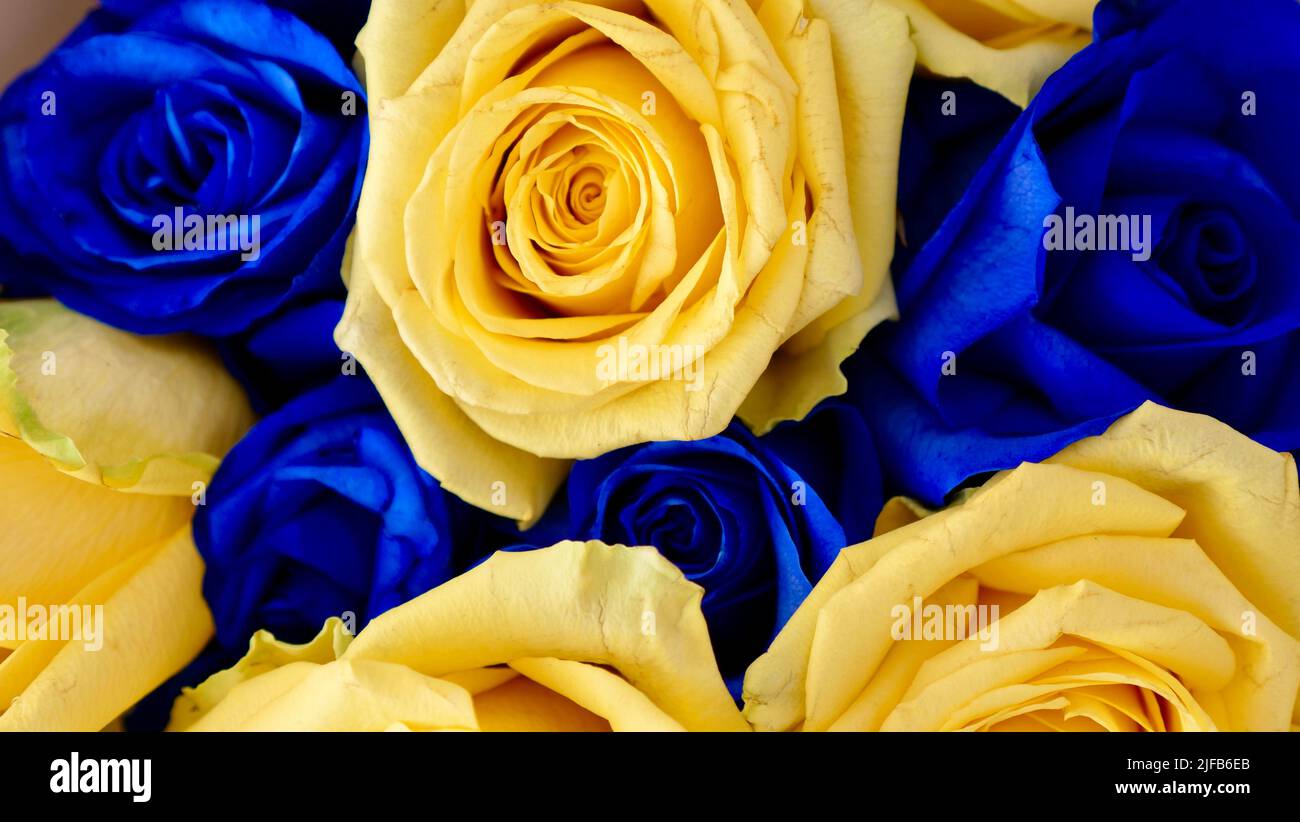 Der Hintergrund ist gelb-blaue Rosenblüten, ukrainisches Symbol der Flagge. Nahaufnahme Stockfoto