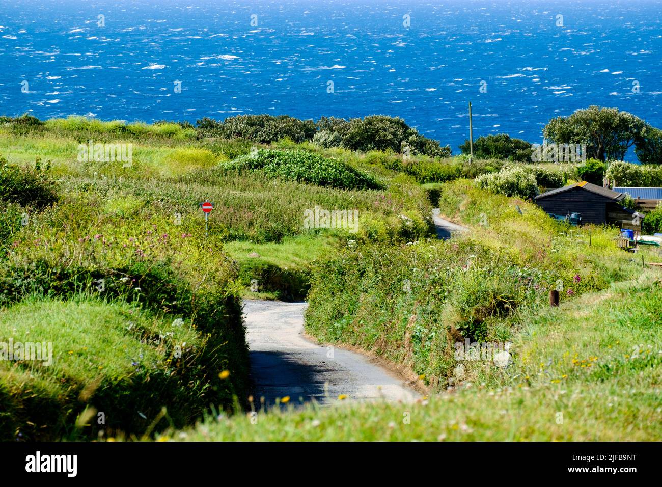 Enge cornish Lane auf dem Weg zum südlichsten Punkt. Lizard Point. Liizard Peninsula Cornwall Großbritannien Stockfoto