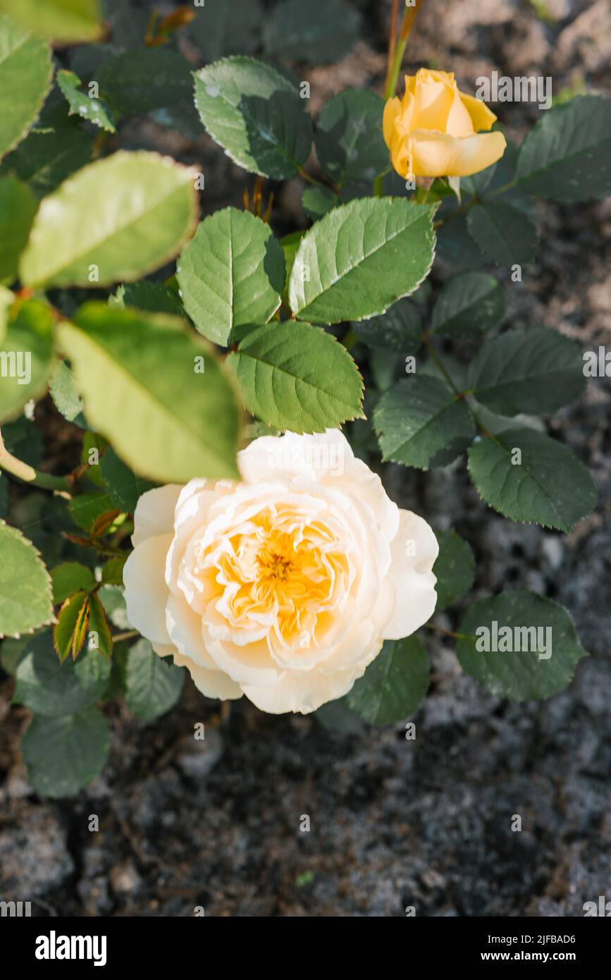 Schöne Blumen der englischen Feier gelbe Goldene Rose im Sommer im Garten Stockfoto