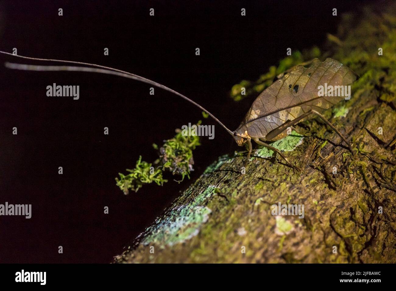 Frankreich, Französisch-Guayana, Amazonischer Park, Herzzone, Saül, Heuschrecke Pterochroza ocellata im Amazonas-Unterholz, nachts Stockfoto