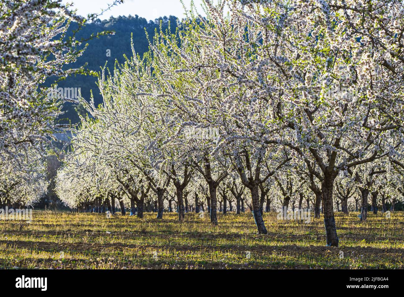 Frankreich, Vaucluse, regionaler Naturpark Luberon, Villars, Anbau von Mandelbäumen Stockfoto
