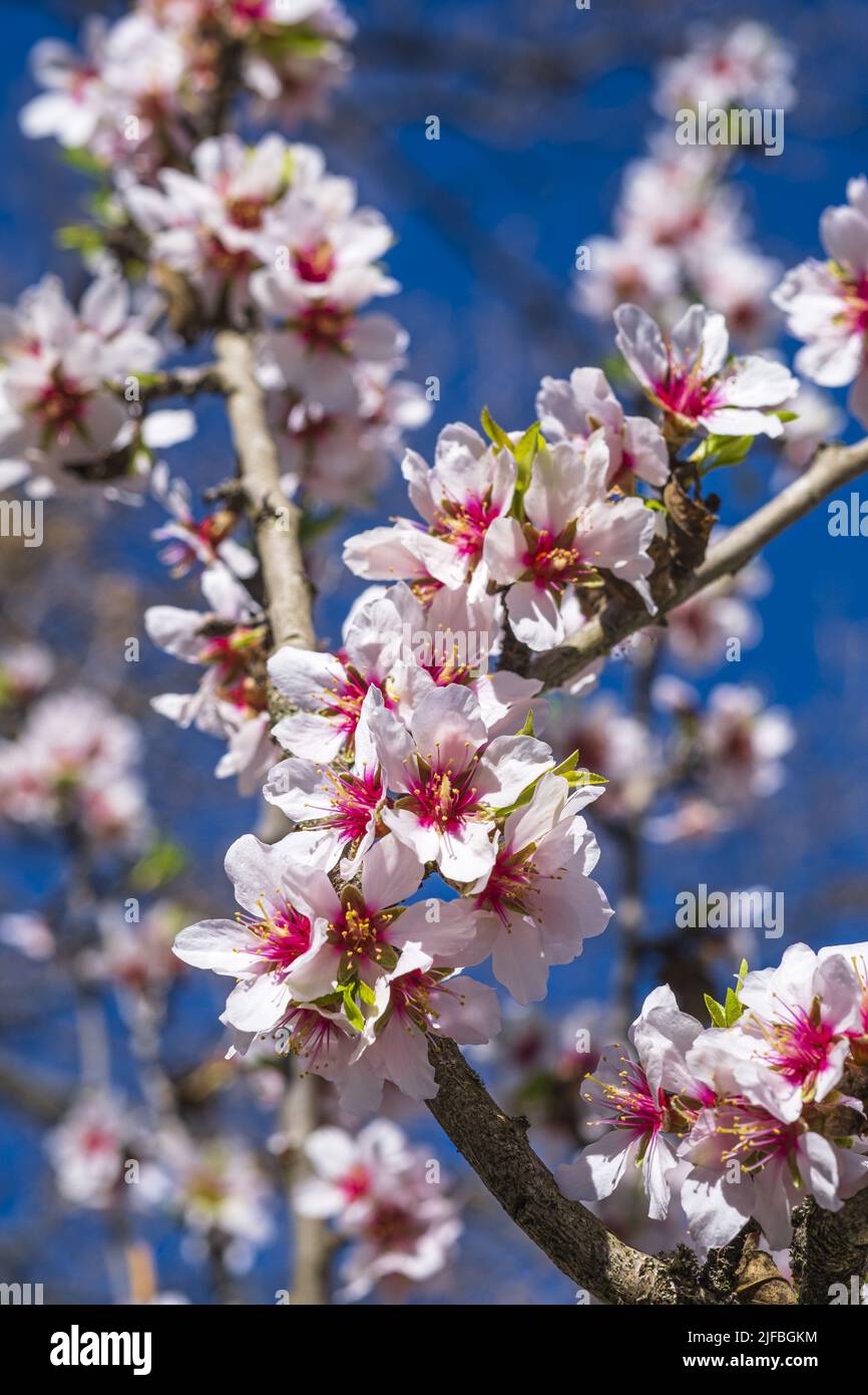 Frankreich, Vaucluse, regionaler Naturpark Luberon, Oppede-le-Vieux, blühende Kirschbäume Stockfoto